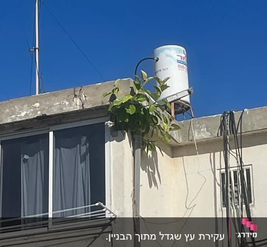 צמח מטפס על קיר בניין ליד דוד שמש